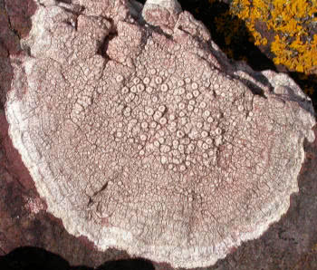 Ochrolechia parella